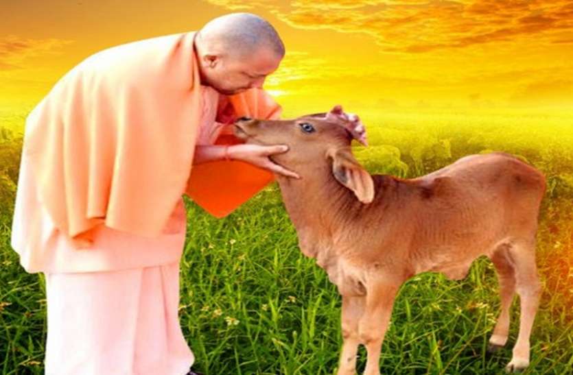 cm-yogi.jpg Gopashtami 2020: गाय भक्त सीएम योगी की इस योजना के तहत गोसेवा कर हर माह कमाएं हजारों रुपए