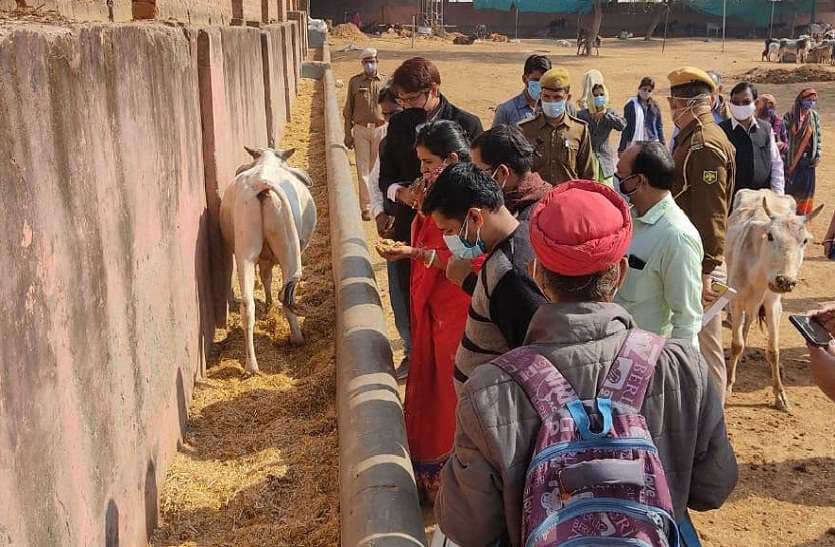 ग्रेटर नगर निगम की महापौर सौम्या गुर्जर पूजा करते हुए दोनों महापौर पहुंचीं हिंगौनिया गौशाला, गायों की दुर्दशा देख जताई नाराजगी