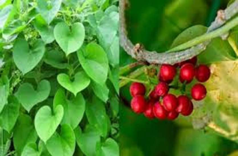 कोरोना काल में गिलोय की मांग चरम पर कोरोना काल में गिलोय की मांग चरम पर