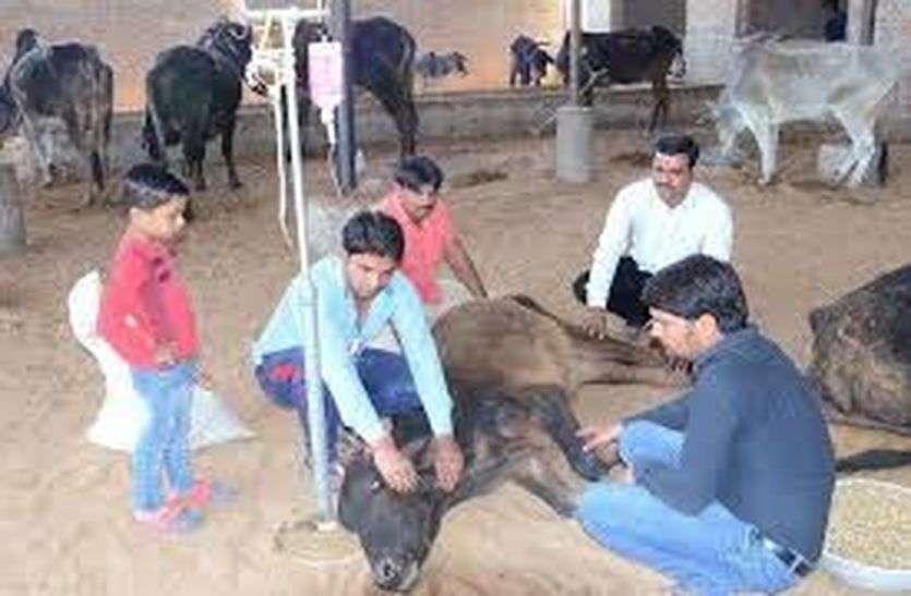 अज्ञात बीमारी : मुंह से झाग निकलते रहे और 80 गोवंश ने तोड़ दिया दम अज्ञात बीमारी : मुंह से झाग निकलते रहे और 80 गोवंश ने तोड़ दिया दम