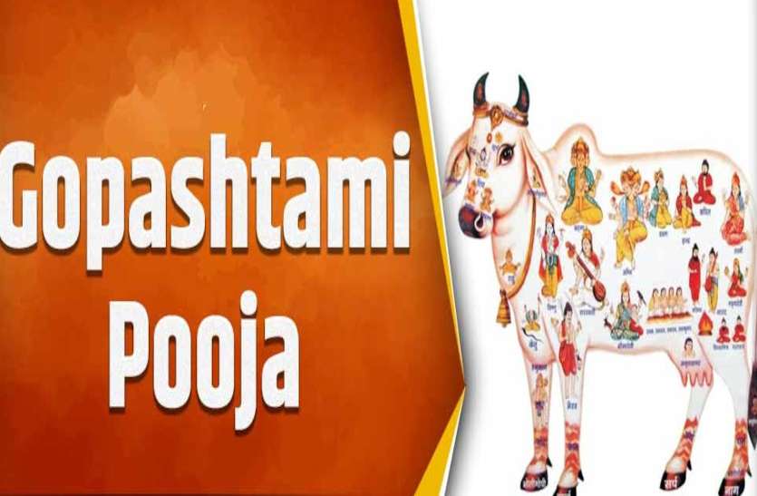 Importance Of Cow Worship Gopashtami 2020 Gopashtami गले में विष्णु, मुख में रहते हैं रुद्र, जानें कैसे और कहां बनता है गाय के शरीर में सोना