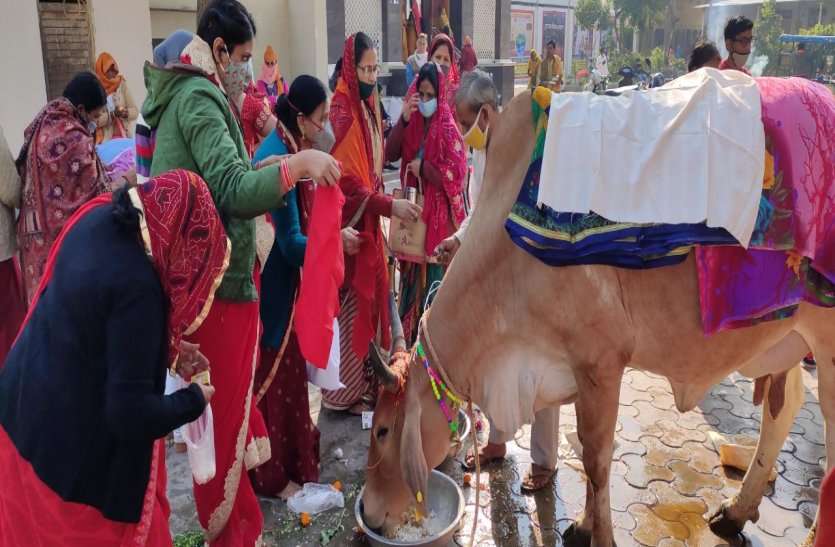Alwar People Worshipped Gomata On gopashtami अलवर में गोपाष्टमी पर गौ माता का हुआ पूजन, श्रद्धालुओं ने हवन कर मांगी खुशहाली