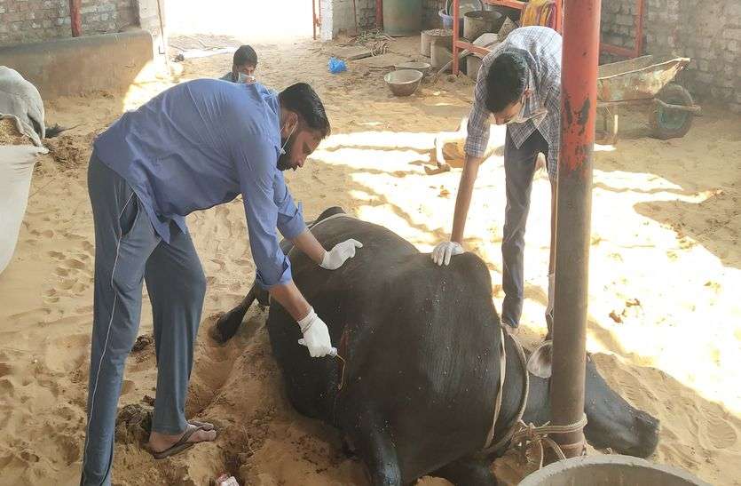 अब तक सात हजार बीमार गोवंश को कर चुके है स्वस्थ अब तक सात हजार बीमार गोवंश को कर चुके है स्वस्थ