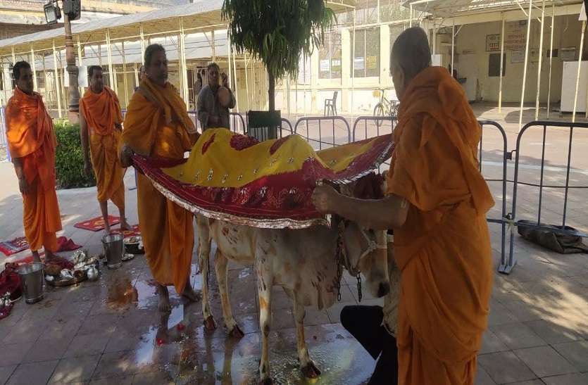 गोपाष्टमी आज, गौ माता की भक्ति में डूबी छोटी काशी गोपाष्टमी आज, गौ माता की भक्ति में डूबी छोटी काशी