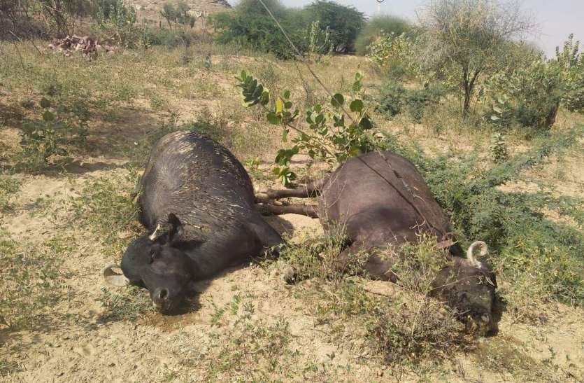 डिस्कॉम की लापरवाही ने ली दो भैंसों की जान डिस्कॉम की लापरवाही ने ली दो भैंसों की जान
