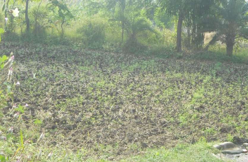 रबी की बुवाई में दलहन फसलों पर जोर रबी की बुवाई में दलहन फसलों पर जोर
