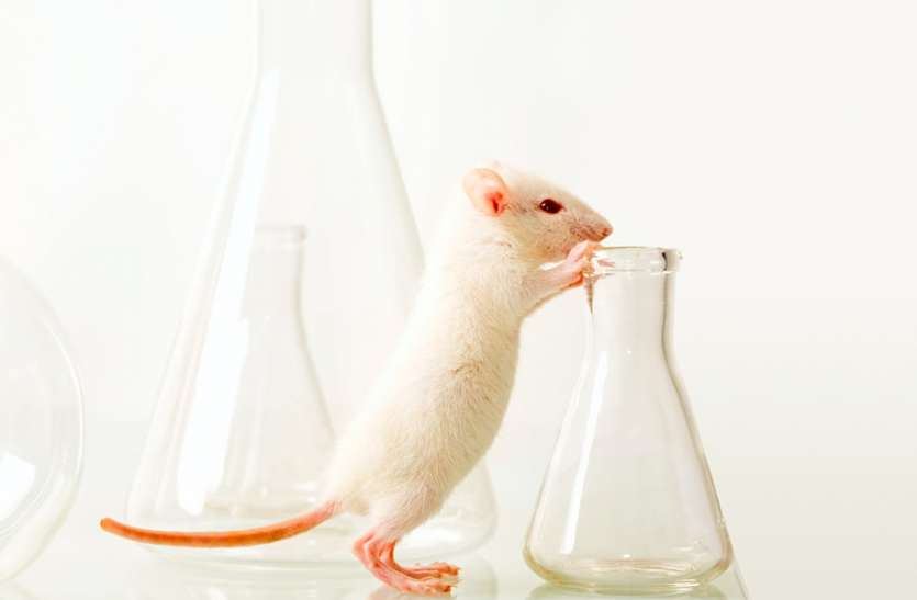 mouse.jpg राहत: कीमोथैरेपी से कैंसर सेल को मारने का दावा, चूहों में हुआ प्रयोग, दो साल में इंसानों पर भी होने की उम्मीद