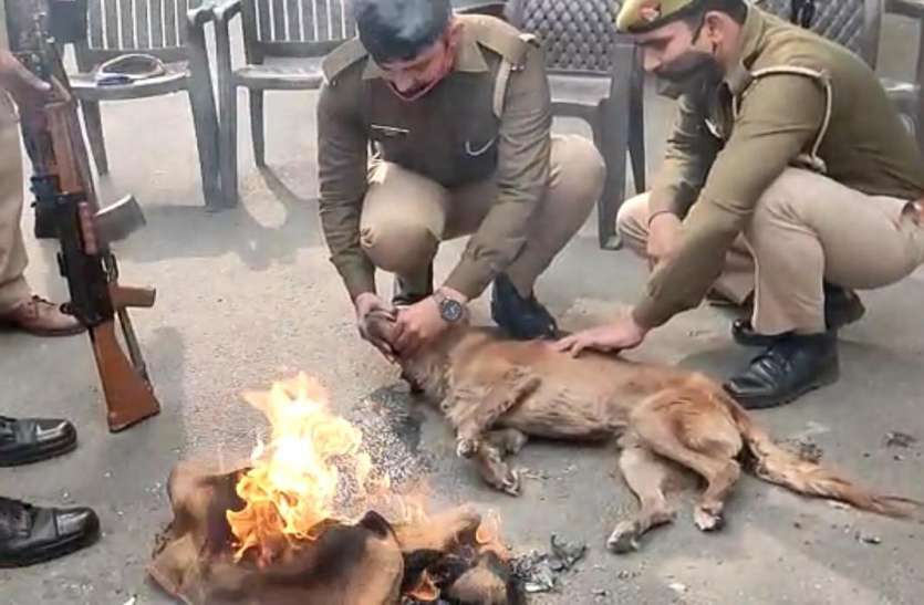 screenshot_from_2020-11-25_13-24-52.jpg पीएसी के जवान बने फरिश्तें, आग और चाय से बचाई बेजुबान की जान