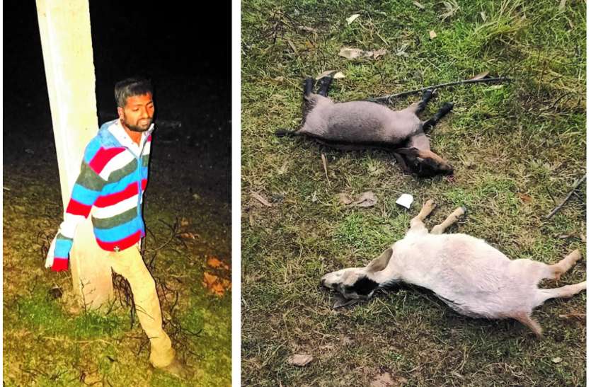 आधी रात चोरी कर ले जा रहा था 2 बकरा, मालिक को बेदम पीटा और बकरों की कर दी हत्या, ग्रामीणों ने पकडक़र खंभे से बांधा आधी रात चोरी कर ले जा रहा था 2 बकरा, मालिक को बेदम पीटा और बकरों की कर दी हत्या, ग्रामीणों ने पकडक़र खंभे से बांधा