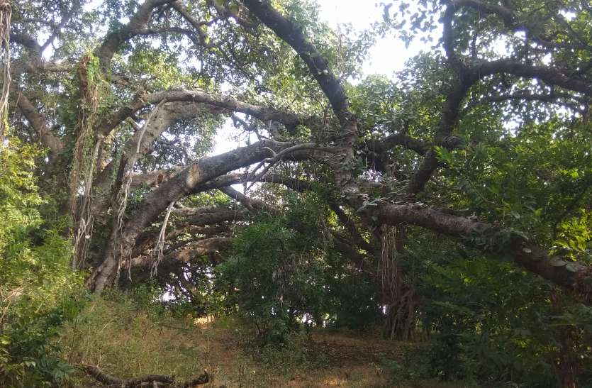 तीन बीघा में फैला केवल एक बूढ़े बरगद का कुनबा तीन बीघा में फैला केवल एक बूढ़े बरगद का कुनबा