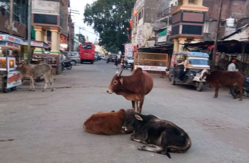 आवारा सांडों ने तोड़ी स्कूटी तो वाहन मालिक ने नपा को ठहराया दोषी, सीएमओ के खिलाफ की रिपोर्ट आवारा सांडों ने तोड़ी स्कूटी तो वाहन मालिक ने नपा को ठहराया दोषी, सीएमओ के खिलाफ की रिपोर्ट