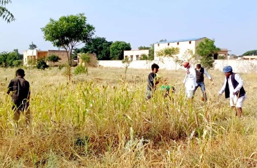 कोरोना काल में शिक्षकों ने उगाया चारा कोरोना काल में शिक्षकों ने उगाया चारा