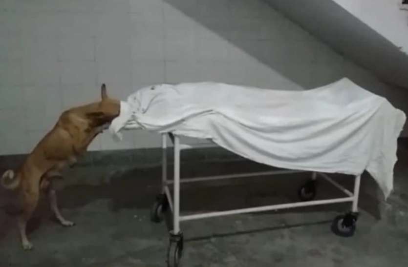 sambhal.jpg Shocking: हॉस्पिटल में लड़की के शव को नोचकर कुत्तों ने खाया, सीएमओ ने दिए जांंच के आदेश