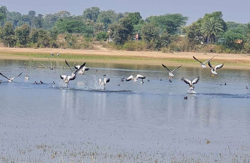 Badwai pond chirping with the guests birds मेहमान परिंदों से चहकने लगा बड़वाई तालाब