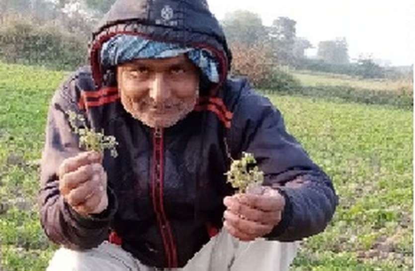 मसूर की फसल रोग की चपेट में मसूर की फसल रोग की चपेट में