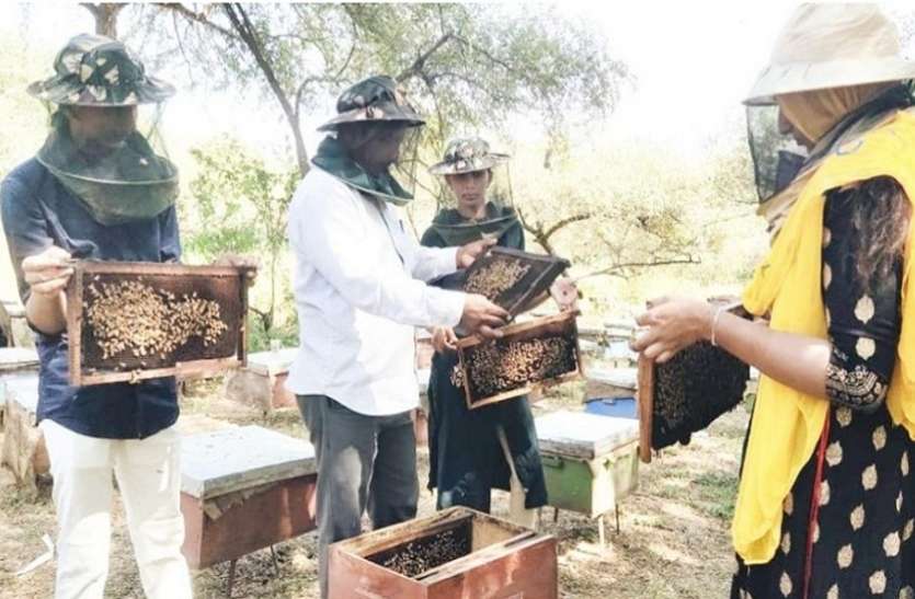 Ahmedabad News : मधुमक्खी पालन को प्रकाश ने बनाया आय का नया जरिया Ahmedabad News : मधुमक्खी पालन को प्रकाश ने बनाया आय का नया जरिया