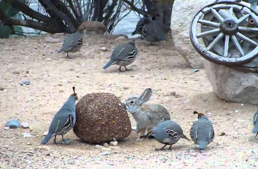 rabbits and quails Action: फॉरेस्ट टीम की रेड, सेंटर से 35 बटेर 3 खरगोश बरामद