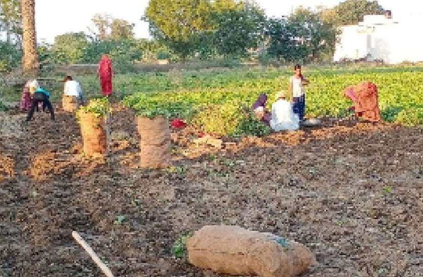 उपज को खेत से निकालने में जुट रहे किसान उपज को खेत से निकालने में जुट रहे किसान