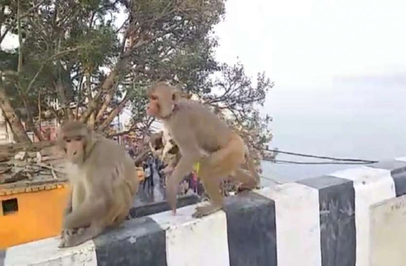 बंदर ने कुत्ते को बच्चे को उठाया गोद अनोखा : बंदर ने कुत्ते को बच्चे को उठाया गोद फिर.....