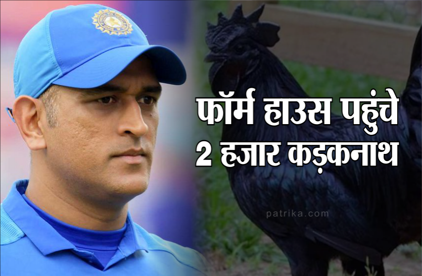 dhoni.png धोनी के फॉर्म हाउस पहुंचे दो हजार कड़कनाथ, जानिए क्यों बढ़ रही है इसकी डिमांड