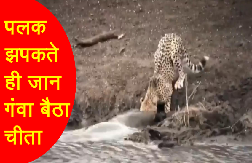 Crocodile Caught Leopard In River Video Goes Viral On Social Media नह द ख ह ग इतन खतरन क मगरमच छ 27 स क ड म ल ल च त क ज न कमज र द ल व ल न द ख व ड य