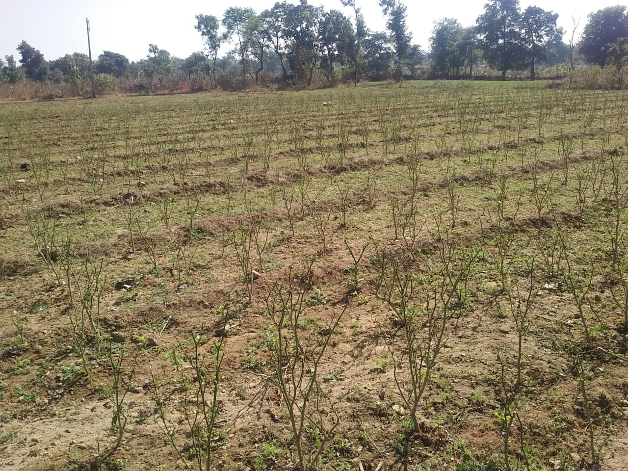  50 acre crop damaged due to terror of stray animals