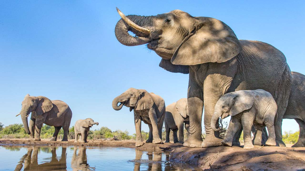 elephant_1280p.jpg