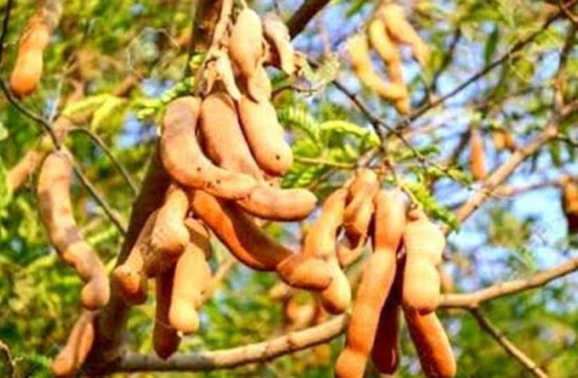 bastar_tamarind_.jpg छत्तीसगढ़ : बस्तर की महिलाओं को मिला रोजगार, इमली से हो रही बंपर कमाई
