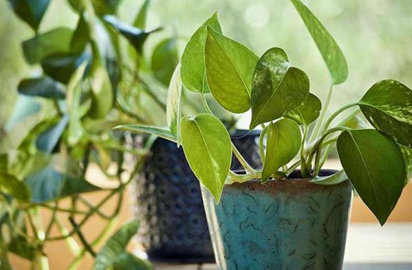 benefits-of-money-plant-cover-image.jpg घर में गलत दिशा में लगाया है मनी प्लांट, तो किस्मत नहीं देगी आपका साथ, जानिए जरुरी बातें