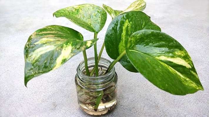 money-plant-in-water.jpg
