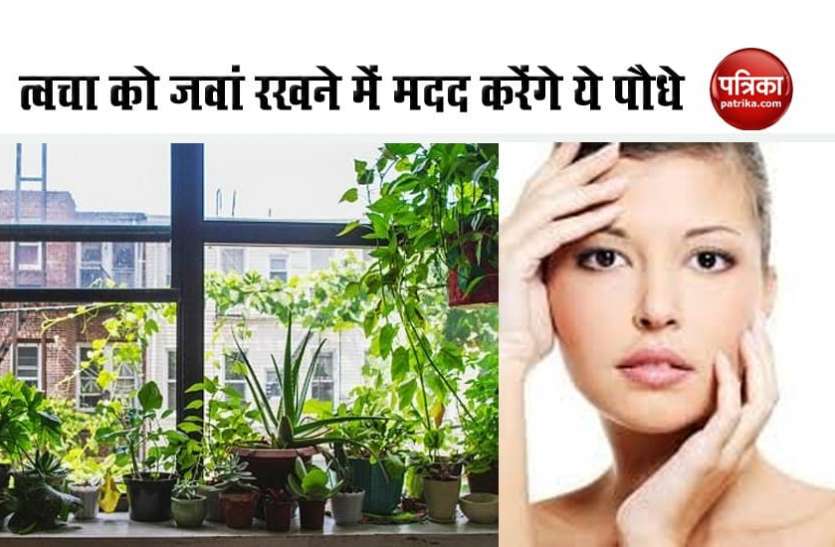 skin problem त्वचा को जवां बनाए रखने में मदद करेंगे ये पौधे, मिलेगा कई समस्याओं से छुटकारा