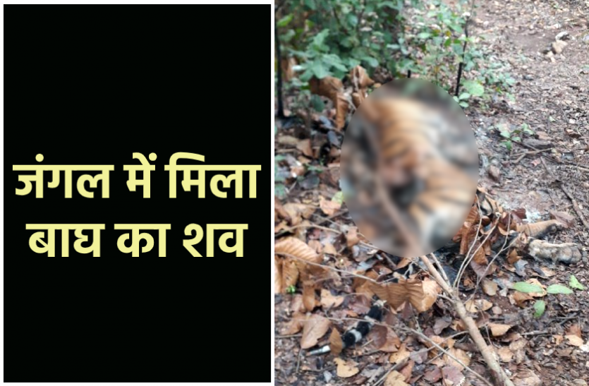 news जंगल में मिला बाघ का शव : चारों और फैल रही थी दुर्गंध, ग्रामीणों ने दी वन विभाग को सूचना