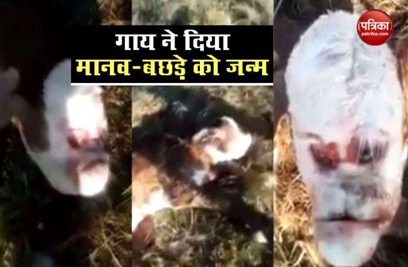 cow गाय ने दिया विचित्र बछड़े को जन्म, इंसान की तरह दिखता है बच्चा
