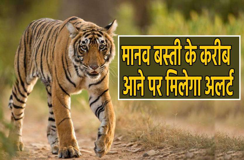 tiger.jpg अब बाघों पर रहेगी पैनी नजर, हर मूवमेंट की मिलेगी सटीक खबर
