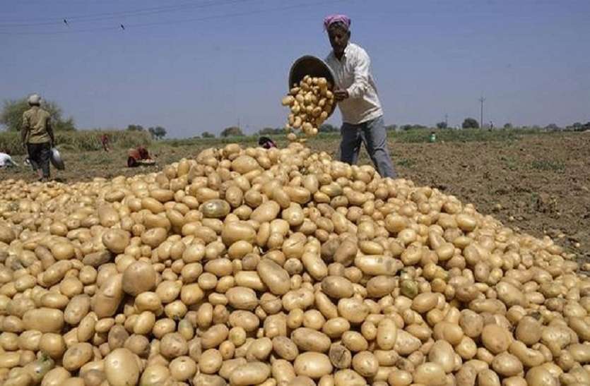 Potato: आलू के थोक भाव एक महीने में 81 फीसदी टूटे Potato: आलू के थोक भाव एक महीने में 81 फीसदी टूटे