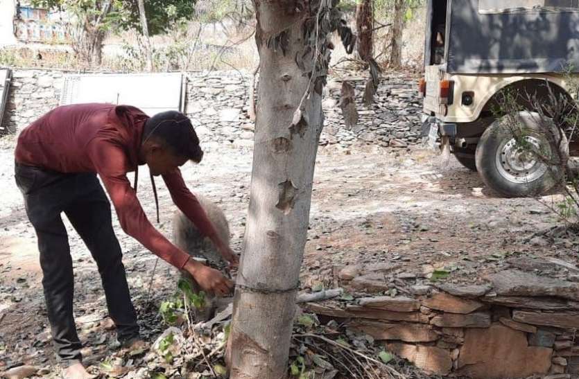 रेड अलर्ट अभियान : जंगली जंगलीसुअर फंदे में मिला, आरोपी को पकड़ा रेड अलर्ट अभियान : जंगली जंगलीसुअर फंदे में मिला, आरोपी को पकड़ा