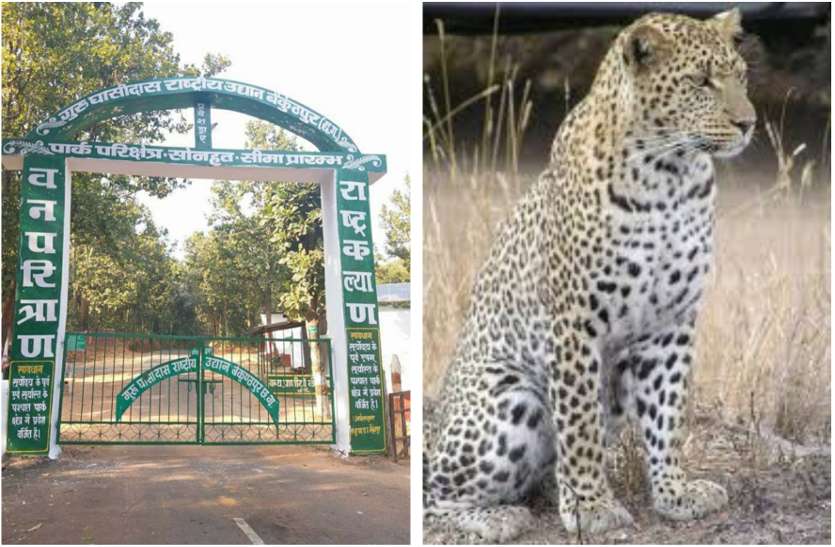 पत्रिका एक्सक्लूसिव: वंश बढ़ाने गुरु घासीदास राष्ट्रीय उद्यान में नजर आएंगे साउथ अफ्रीका के चीते पत्रिका एक्सक्लूसिव: वंश बढ़ाने गुरु घासीदास राष्ट्रीय उद्यान में नजर आएंगे साउथ अफ्रीका के चीते