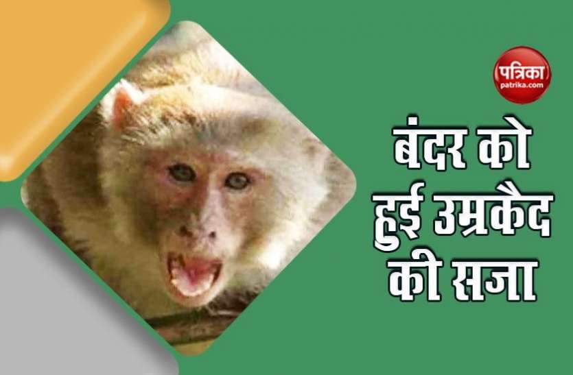 monkey-1.jpg कलुआ नाम के इस नशेड़ी बंदर को हुई उम्रकैद की सजा, वजह जानेंगे तो रह जाएंगे दंग!