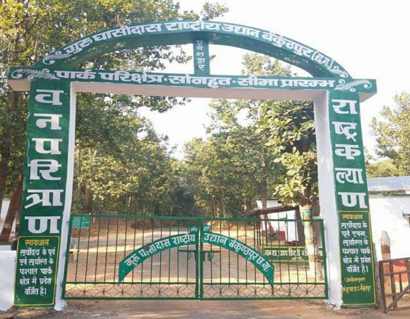 पत्रिका एक्सक्लूसिव: वंश बढ़ाने गुरु घासीदास राष्ट्रीय उद्यान में नजर आएंगे साउथ अफ्रीका के चीते