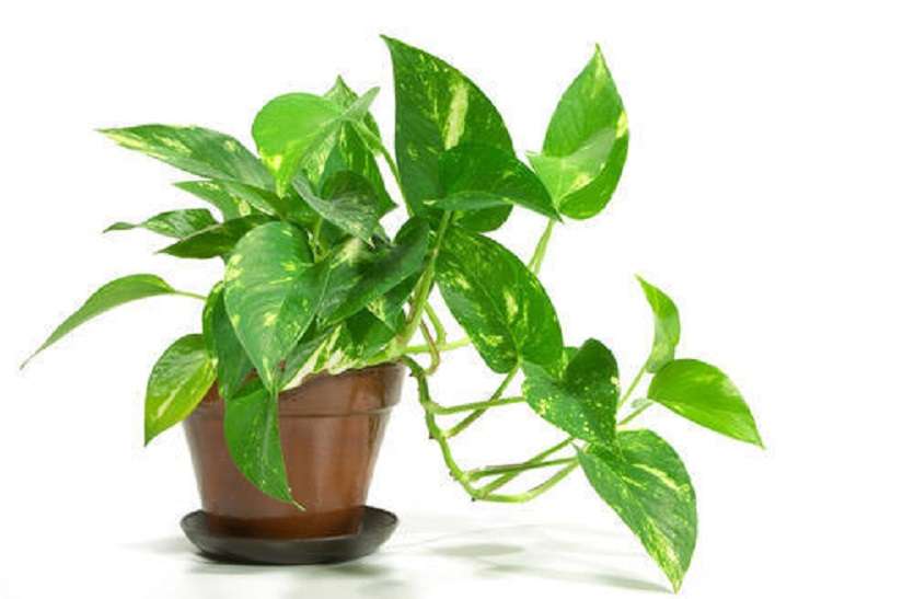 प्रदूषण कम करने लिए घर में लगाएं ये 5 पौधे प्रदूषण कम करने लिए घर में लगाएं ये 5 पौधे