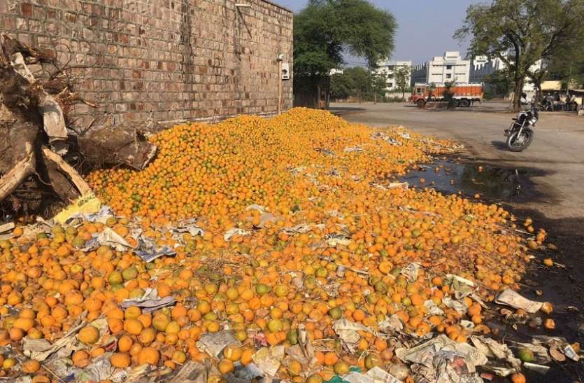 कहीं पेड़ों पर लटके हैं तो कहीं सड़कों पर सड़ रहे संतरे कहीं पेड़ों पर लटके हैं तो कहीं सड़कों पर सड़ रहे संतरे