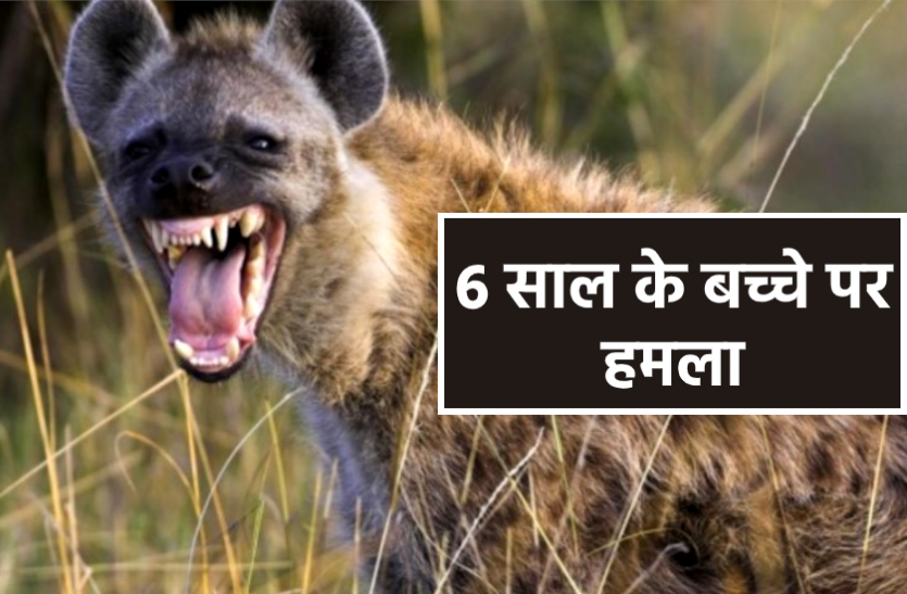 news 6 साल के बच्चे पर लकड़बग्घे ने किया हमला, 2 घंटे के कड़े रेस्क्यू के बाद पकड़ाया, देखें वीडियो