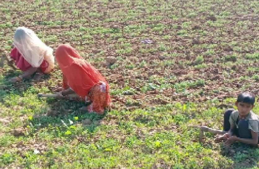 खेतों से खरपतवार निकालने में जुटे किसान खेतों से खरपतवार निकालने में जुटे किसान