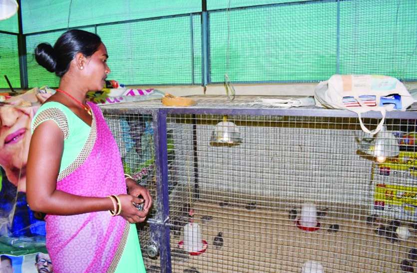 गोठान में बटेर पालन कर बिक्री कर रहीं है महिलाएं, हो रही अतिरिक्त आमदनी गोठान में बटेर पालन कर बिक्री कर रहीं है महिलाएं, हो रही अतिरिक्त आमदनी