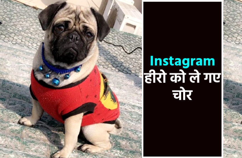 news इंस्टाग्राम पर इस डॉगी के हैं 100 से ज्यादा Followers, ले गए चोर, जानिए क्यों है खास
