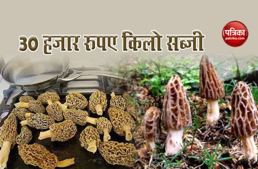 Mushroom इस सब्जी में है गुणों का खजाना, कीमत 30,000 रुपए किलो, विदेशों में भारी डिमांड