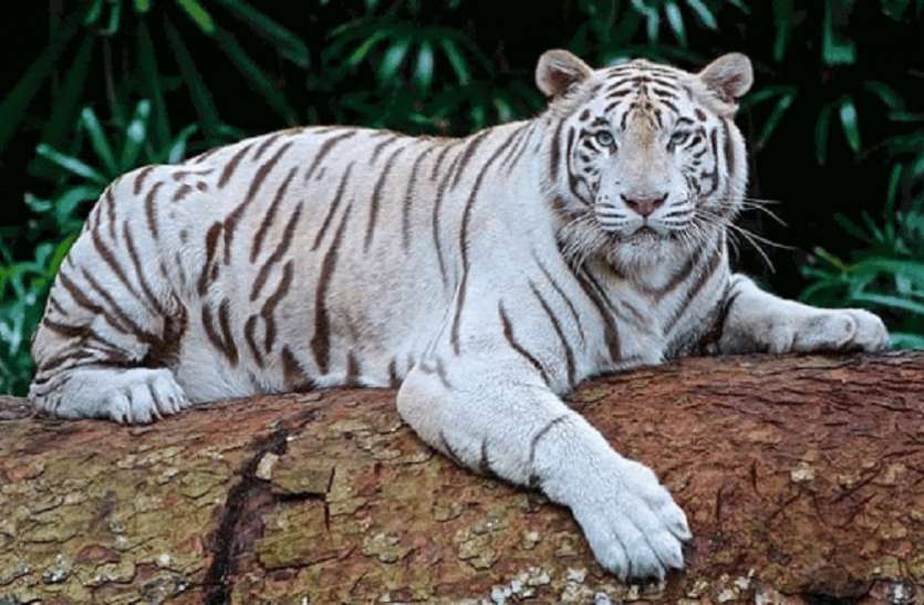 White Tiger सात वर्षीय White Tiger की मौत
