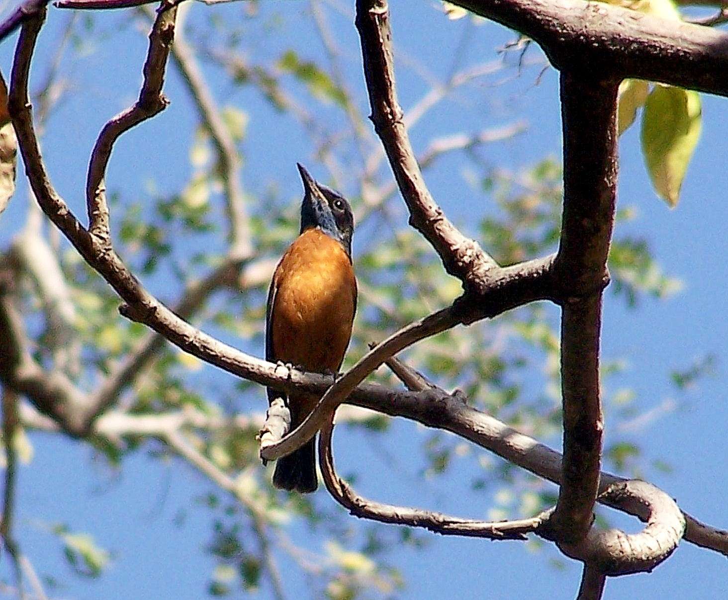 blue_capped_rock_thrush.jpg