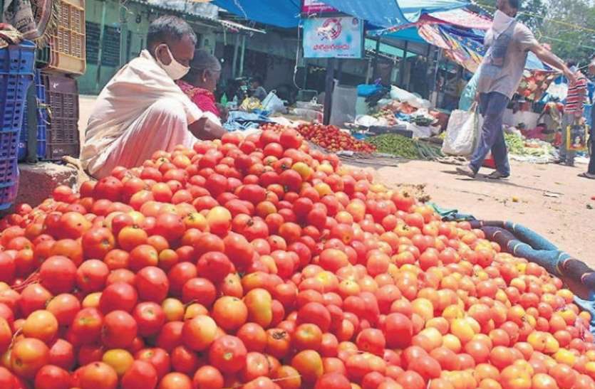 Tomato Price down in Andhra Pradesh इस राज्य में 30 से 70 पैसे प्रति किलो मिल रहा टमाटर, मंडी अधिकारियों के खिलाफ किसानों ने किया प्रदर्शन