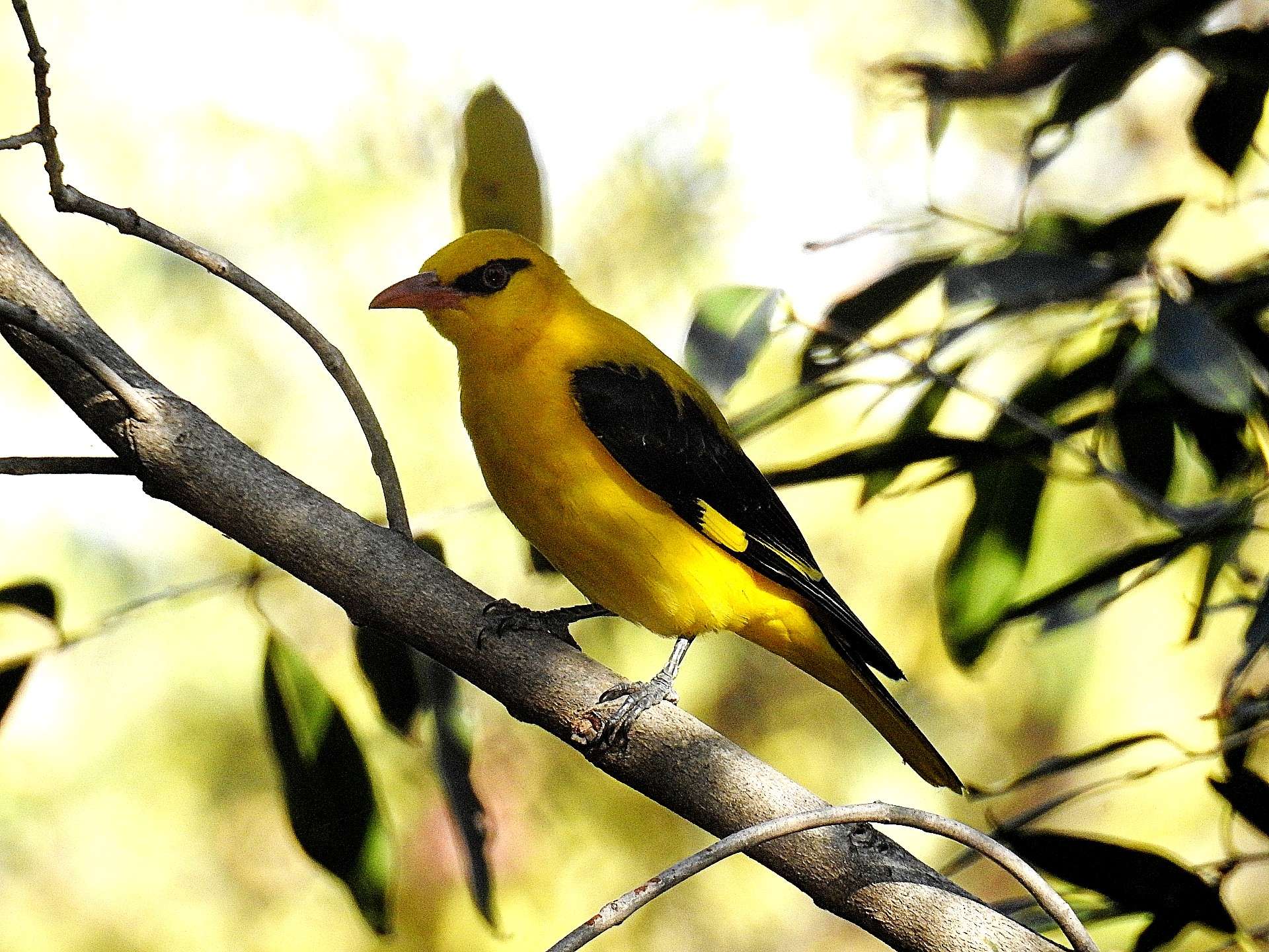 golden_oriole.jpg